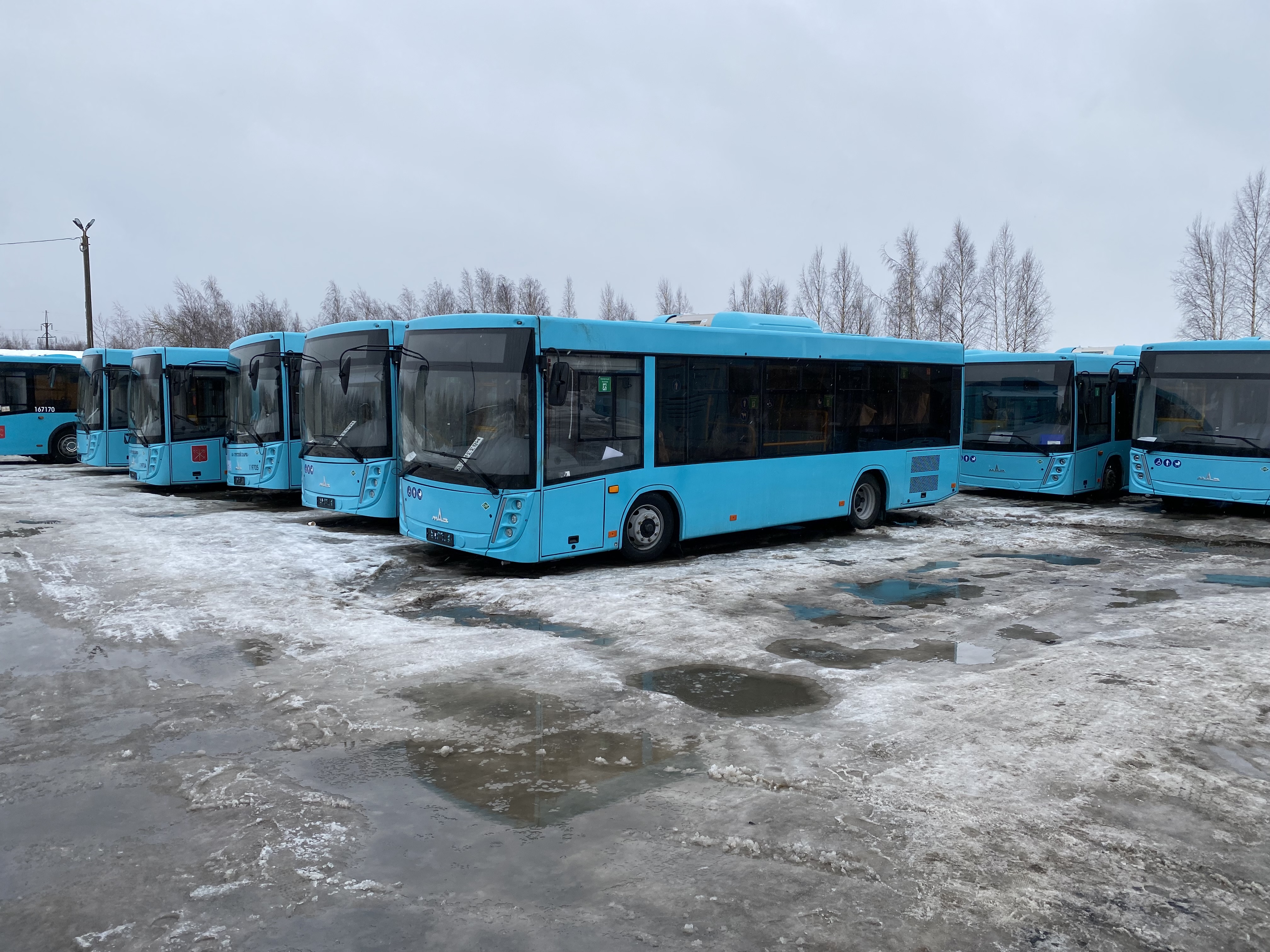 Транспортная реформа Санкт-Петербурга: МАЗ выполняет свои обязательства